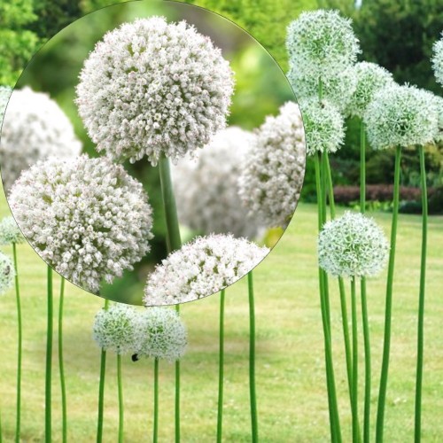 Allium 'White Cloud' - Lauk 'White Cloud'  